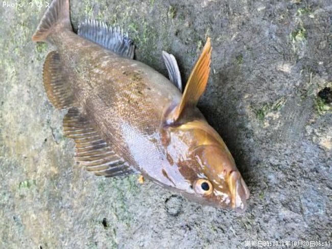 �����ʥ�