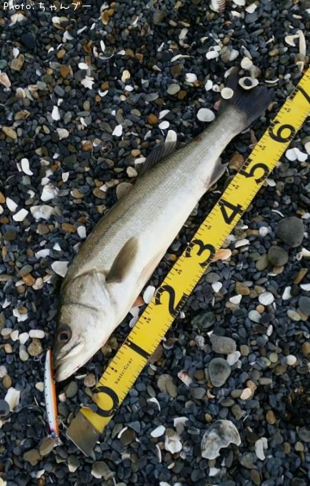 �����Х�