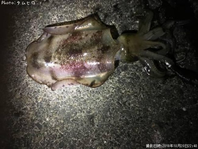 �����ꥤ��