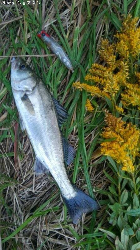 �����Х�