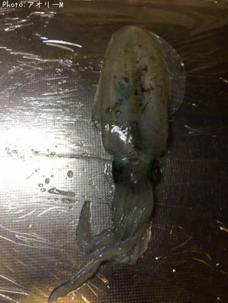 �����ꥤ��