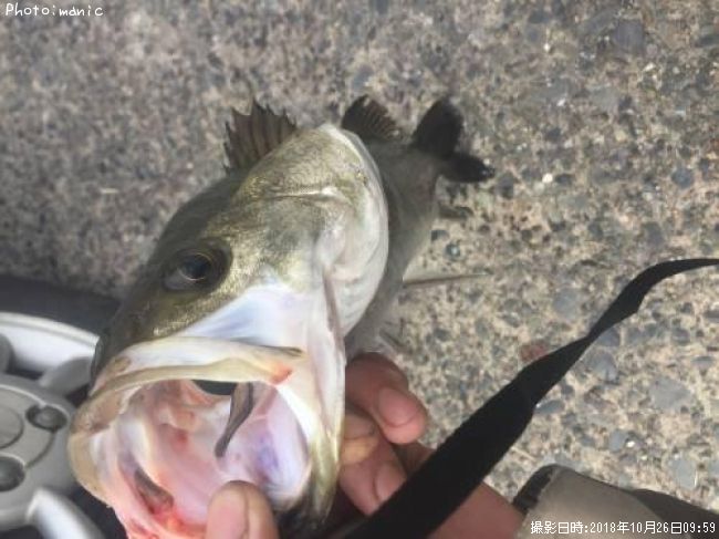 �����Х�