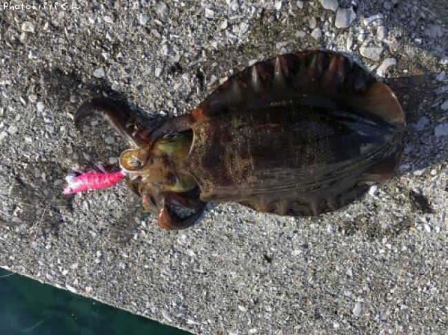 �����ꥤ��