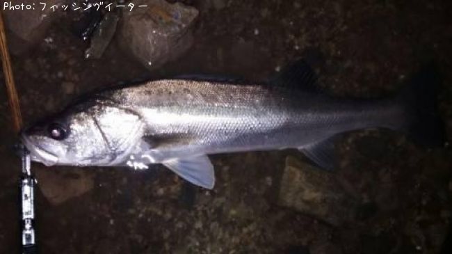 �����Х�