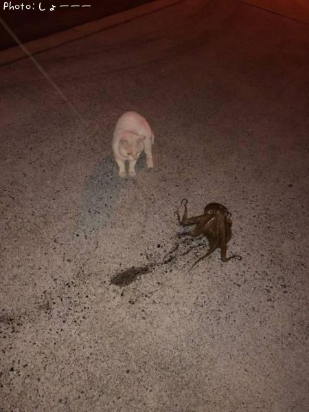 �����ȥͥ�