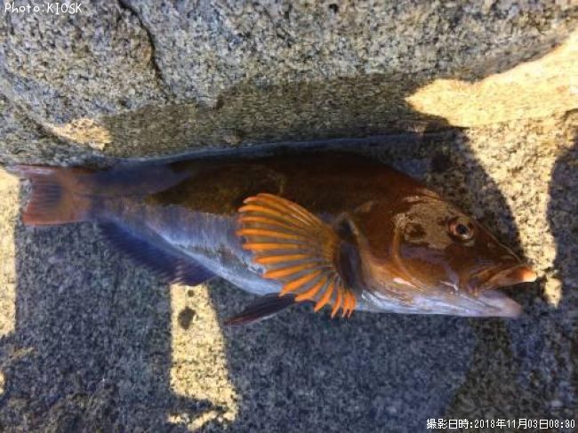 �����ʥ�