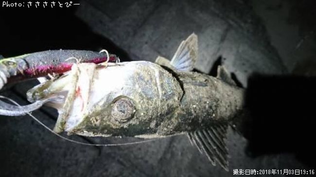 �����Х�