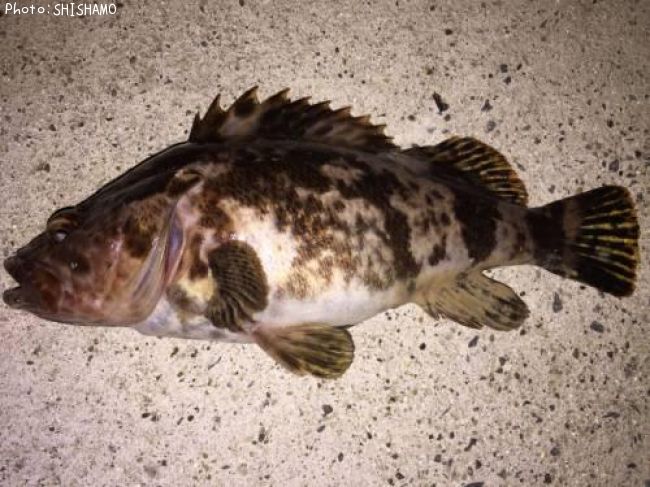 �٥å�������