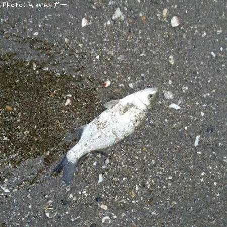 �ҥ饻����