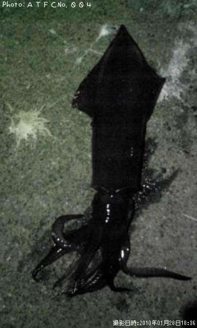 ����ᥤ��