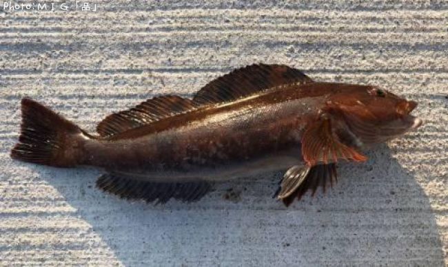 �����ʥ�