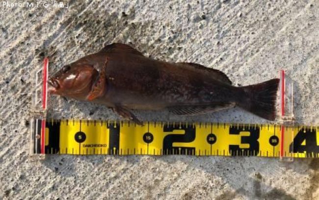 �����ʥ�