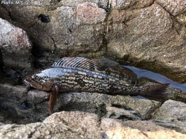 �����ʥ�