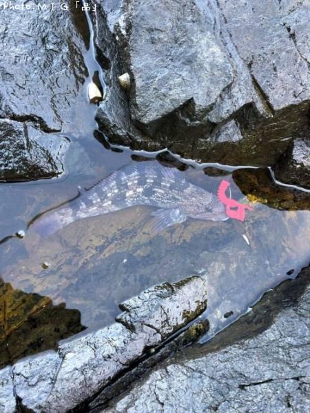 �����ʥ�