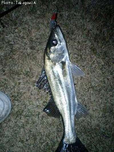 �����Х�