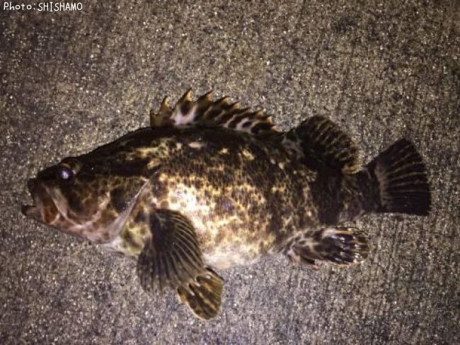 �٥å�������