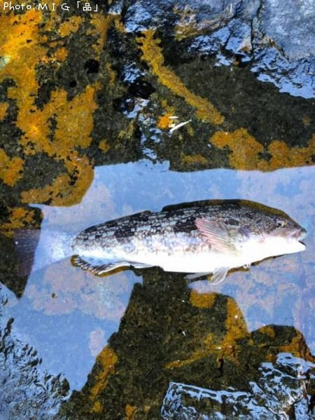 �����ʥ�