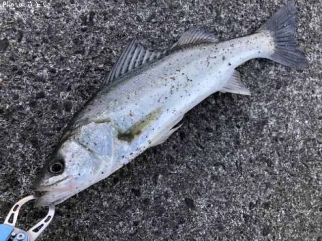 �����Х�