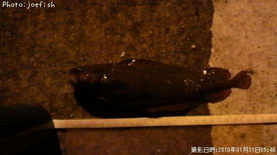 �������������ʥ�