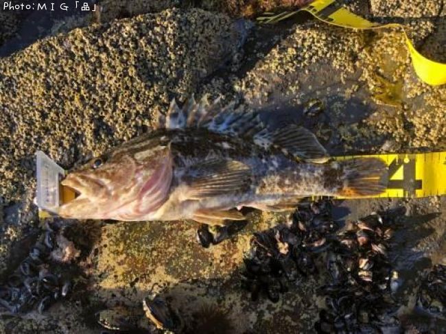 �٥å�������