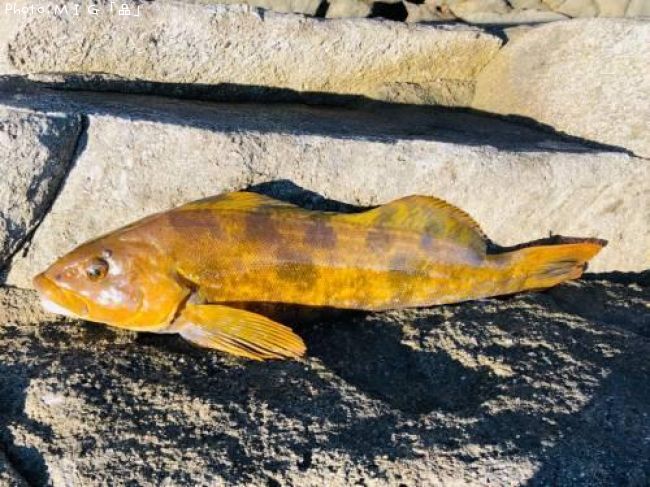 �����ʥ�