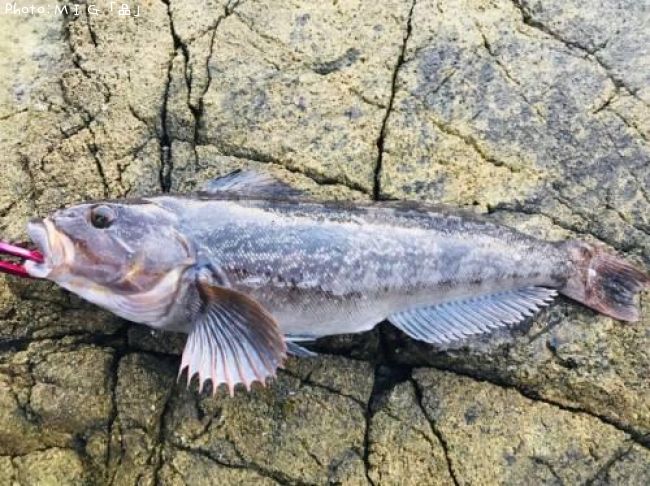 �����ʥ�