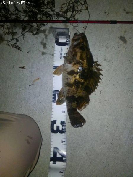 �٥å�������