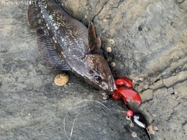 �����ʥ�