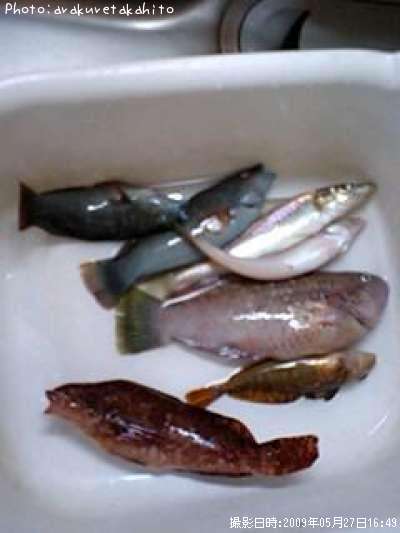 �������٥顡�����ʥ�