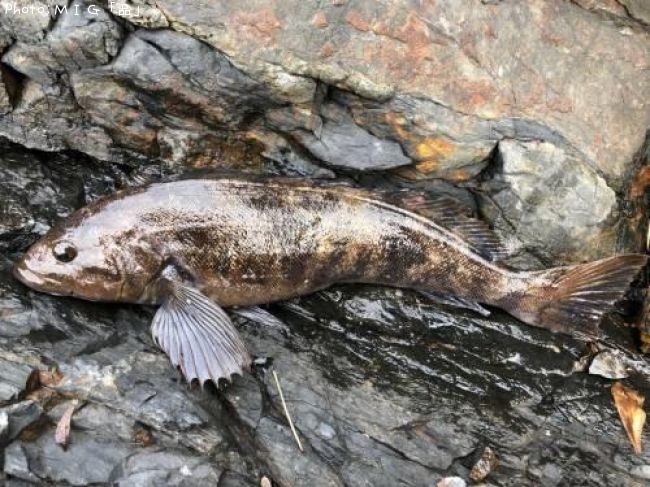 �����ʥ�