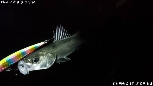 �����Х�