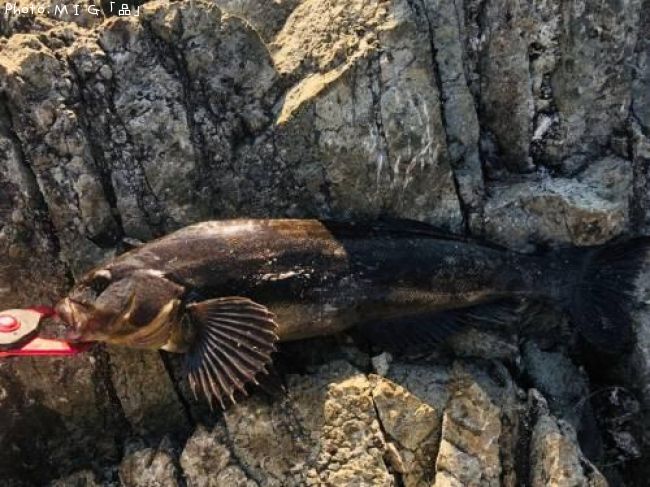 �����ʥ�