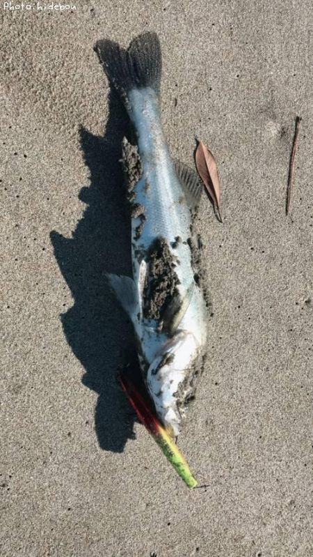 �����Х�