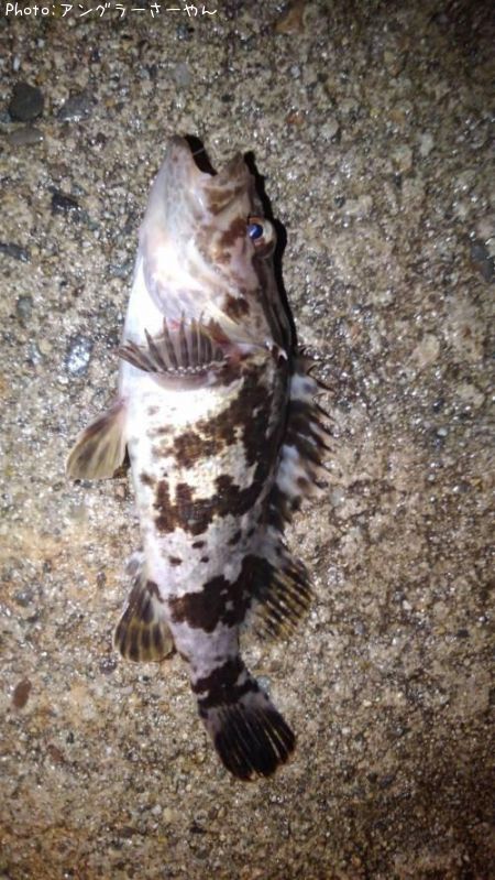 �����Υ���Х�