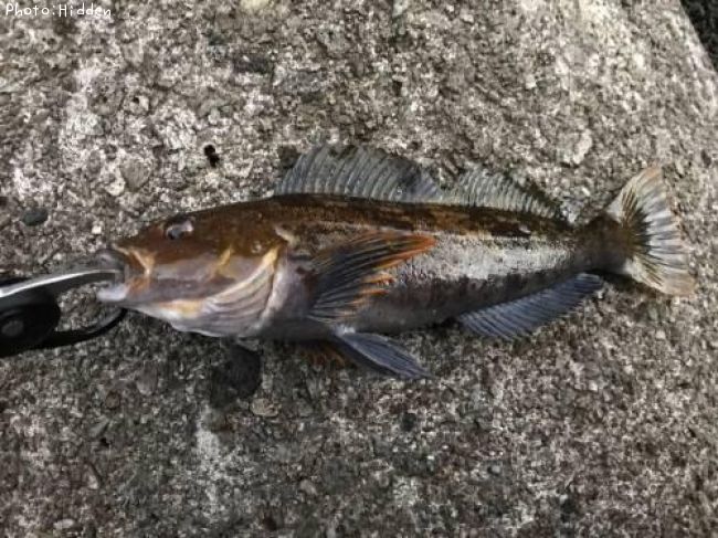 �����ʥ�