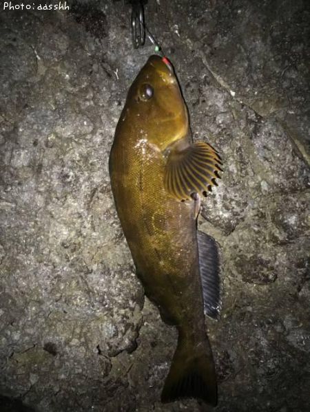 �����ʥ�