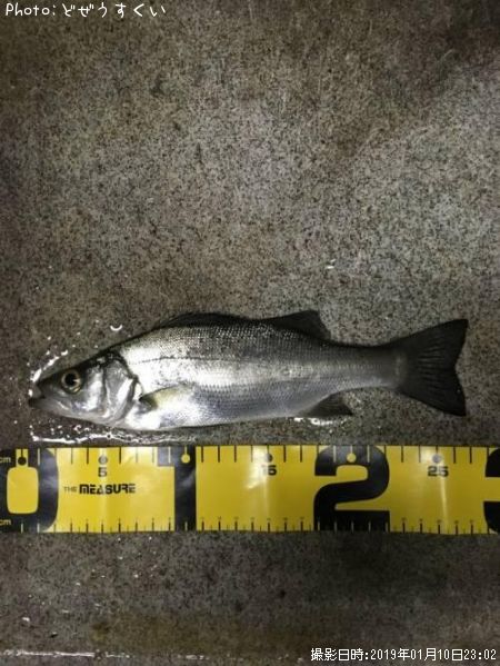 �����Х��ʥҥ饻������