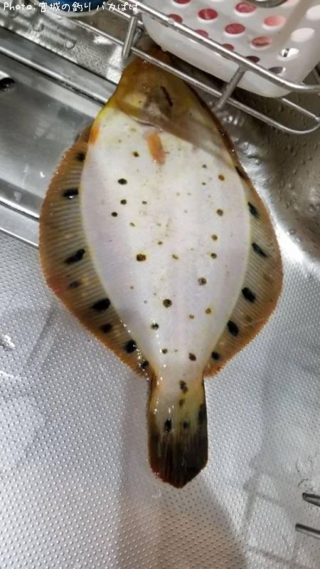 �ۥ����쥤