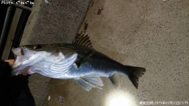 �����Х�