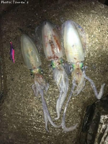 �����ꥤ��