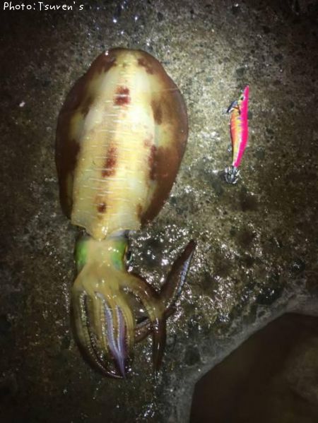 �����ꥤ��