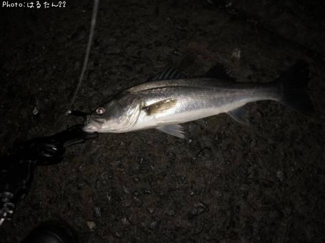 �����Х�