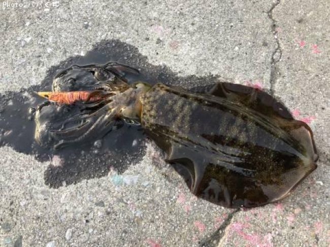 �����ꥤ��