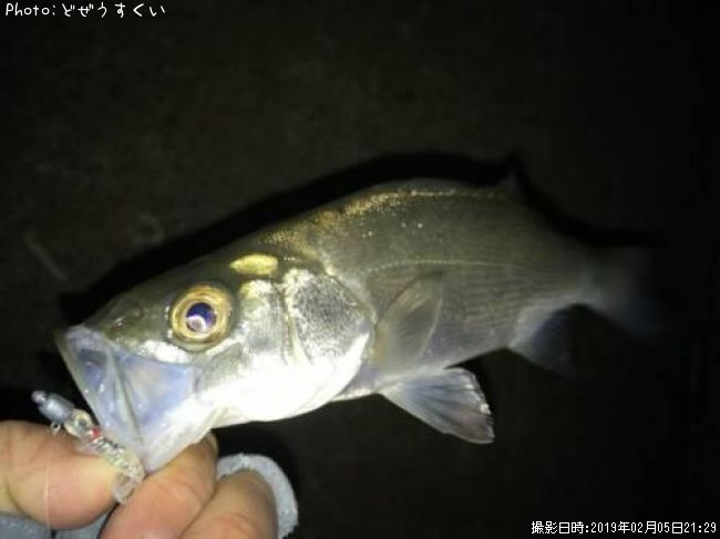 �����Х��ʥҥ饻������