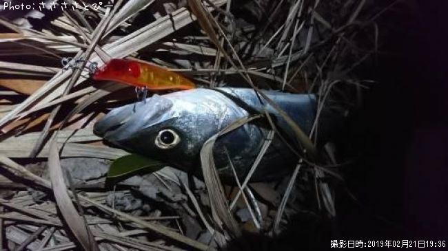 �����Х�