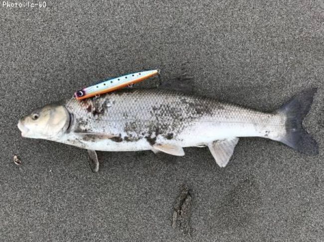 �ޥ륿������