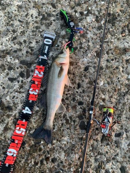 �����Х�