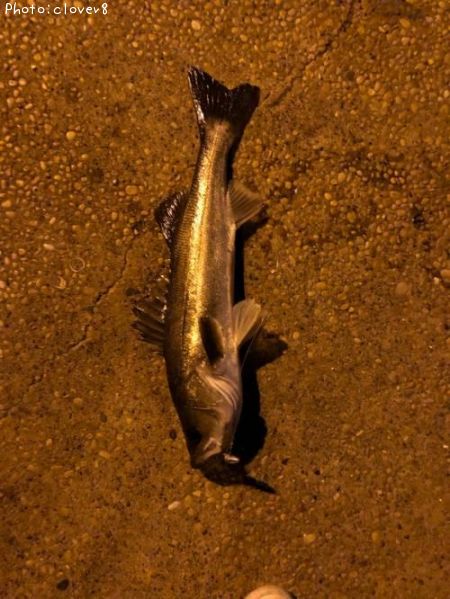 �����Х�