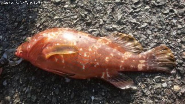 �����ϥ�