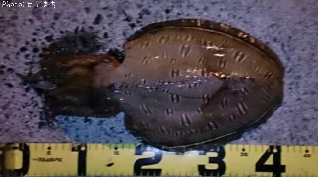 ��󥴥�����